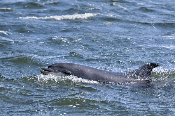 Bottlenosed dolphin (Tursiops truncatus) surfacing, Moray Firth, Nr Inverness, Scotland