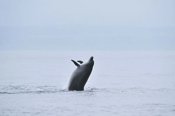 Bottlenosed dolphin (Tursiops truncatus) breaching, Moray Firth, Nr Inverness, Scotland