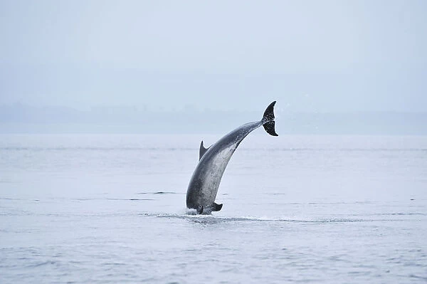 Bottlenosed dolphin (Tursiops truncatus) breaching, Moray Firth, Nr Inverness, Scotland