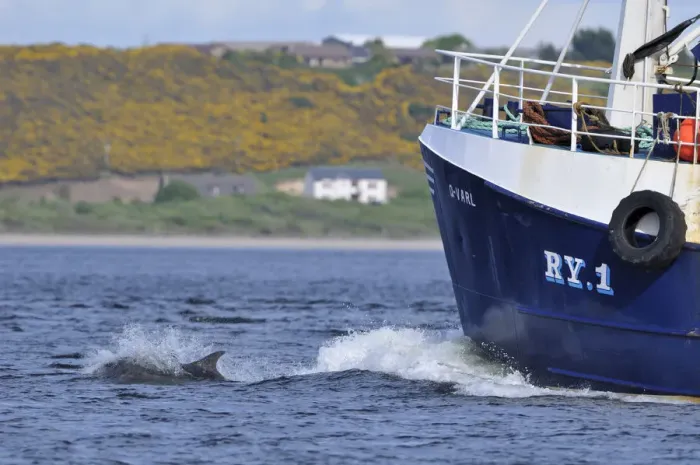 Framed Print : Bottlenosed dolphin (Tursiops truncatus) bow riding fishing boat, Moray Firth, Nr Inverness Framed Print : Bottlenosed dolphin (Tursiops truncatus) bow riding fishing boat, Moray Firth, Nr Inverness