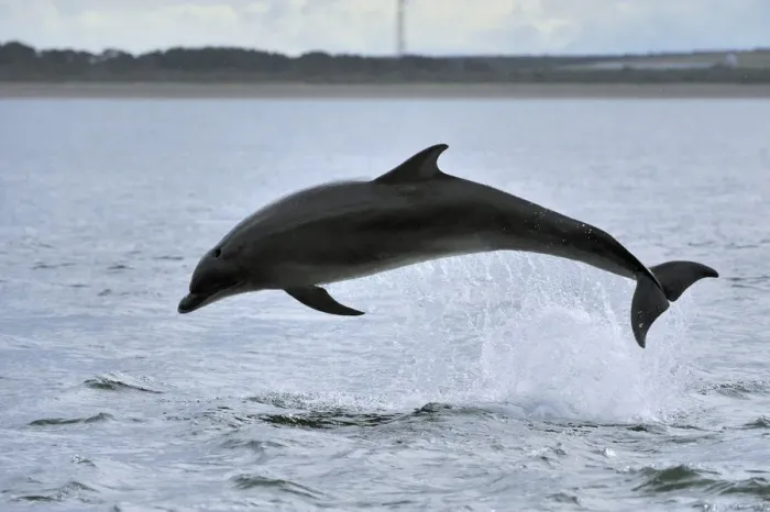 Framed Print : Bottlenosed dolphin (Tursiops truncatus) jumping, Moray Firth, Nr Inverness, Scotland Framed Print : Bottlenosed dolphin (Tursiops truncatus) jumping, Moray Firth, Nr Inverness, Scotland