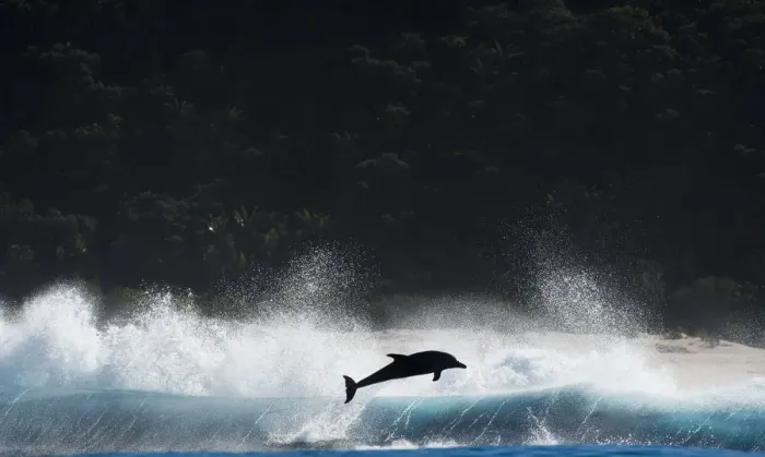 Framed Print : Bottlenosed dolphin (Tursiops truncatus) porpoising during annual sardine run, Port St Johns Framed Print : Bottlenosed dolphin (Tursiops truncatus) porpoising during annual sardine run, Port St Johns