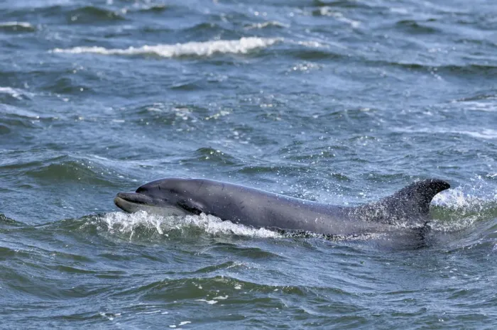 Framed Print : Bottlenosed dolphin (Tursiops truncatus) surfacing, Moray Firth, Nr Inverness, Scotland Framed Print : Bottlenosed dolphin (Tursiops truncatus) surfacing, Moray Firth, Nr Inverness, Scotland