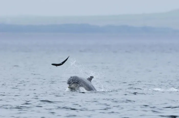 Framed Print : Bottlenosed dolphin (Tursiops truncatus) throwing Salmon into the air, Moray Firth Framed Print : Bottlenosed dolphin (Tursiops truncatus) throwing Salmon into the air, Moray Firth