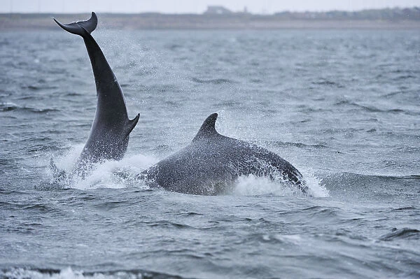 Two Bottlenosed dolphins (Tursiops truncatus) breaching, Moray Firth, Nr Inverness