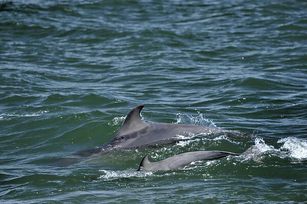 Two Bottlenosed dolphins (Tursiops truncatus) surfacing, Moray Firth, Nr Inverness
