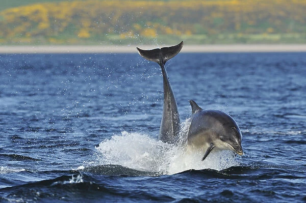 Bottlenosed dolphins (Tursiops truncatus) one jumping the other surfacing, Moray Firth