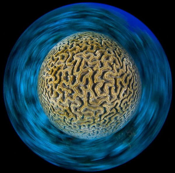 Boulder brain coral (Colpophyllia natans) photographed with a long exposure with camera rotation