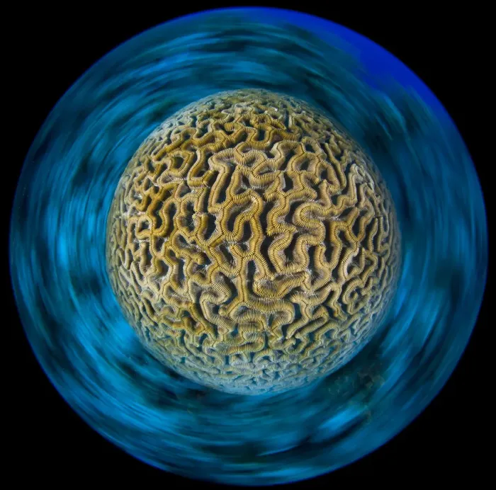 Framed Print : Boulder brain coral (Colpophyllia natans) photographed with a long exposure with camera rotation Framed Print : Boulder brain coral (Colpophyllia natans) photographed with a long exposure with camera rotation