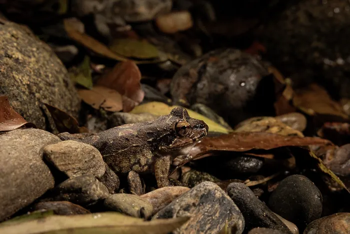 Framed Print : Boulenger's backpack frog (Cryptobatrachus boulengeri) resting on stony ground, Sierra Nevada de Santa Marta, Colombia