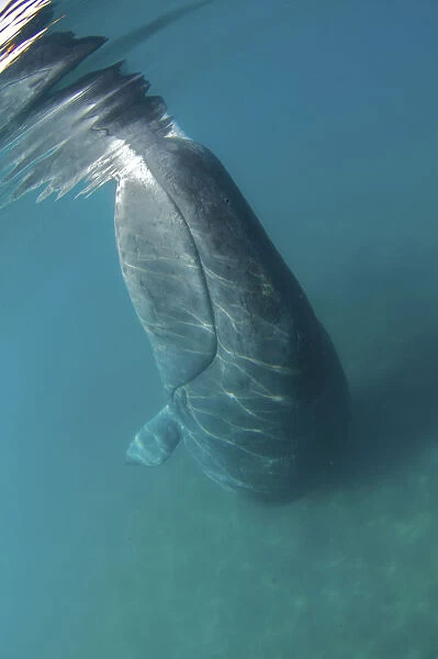 Bowhead Whale (Balaena mysticetus) rubbing off flaking skin on the ocean bottom