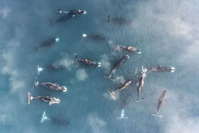 Framed Print : Bowhead whale (Balaena mysticetus), group socialising in shallow water, aerial view