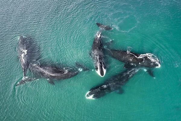 Bowhead whale (Balaena mysticetus), five whales socialising in shallow water, aerial view