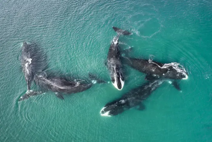 Framed Print : Bowhead whale (Balaena mysticetus), five whales socialising in shallow water, aerial view