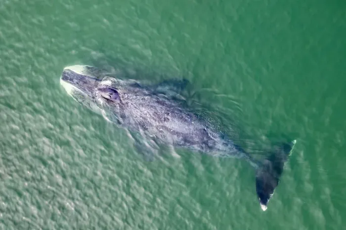 Framed Print : Bowhead whale (Balaena mysticetus) swimming in coastal waters, aerial view. Vrangel Bay Framed Print : Bowhead whale (Balaena mysticetus) swimming in coastal waters, aerial view. Vrangel Bay