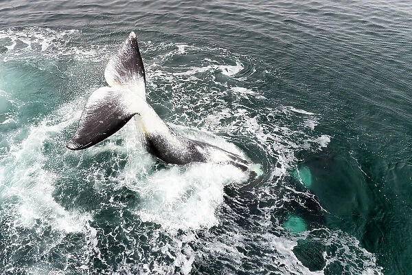 Bowhead whale (Balaena mysticetus) tail slapping, Sea of Okhotsk, Russia