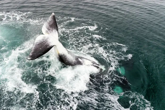 Framed Print : Bowhead whale (Balaena mysticetus) tail slapping, Sea of Okhotsk, Russia