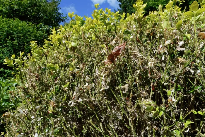 Framed Print : Box (Buxus sempervirens) bush in a garden badly damaged by an infestation of Box-tree moth (Cydalima perspectalis) caterpillars, Wiltshire, England, UK. June Framed Print : Box (Buxus sempervirens) bush in a garden badly damaged by an infestation of Box-tree moth (Cydalima perspectalis) caterpillars, Wiltshire, England, UK. June