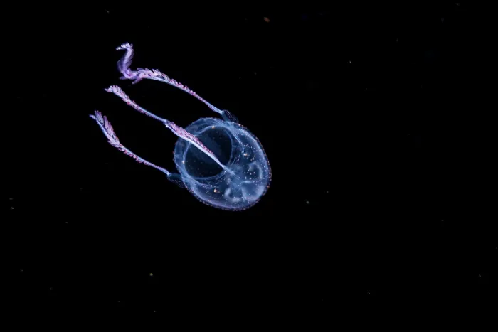 Framed Print : Box jellyfish (Manokia stiasnyi) portrait, at night in open ocean with the bottom 3000 feet below, off the island of Guam, Micronesia, Pacific Ocean Framed Print : Box jellyfish (Manokia stiasnyi) portrait, at night in open ocean with the bottom 3000 feet below, off the island of Guam, Micronesia, Pacific Ocean