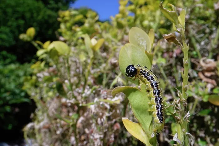 Framed Print : Box-tree moth (Cydalima perspectalis) caterpillar feeding on green leaves of a Box (Buxus sempervirens) bush in a garden, Wiltshire, England, UK. June Framed Print : Box-tree moth (Cydalima perspectalis) caterpillar feeding on green leaves of a Box (Buxus sempervirens) bush in a garden, Wiltshire, England, UK. June