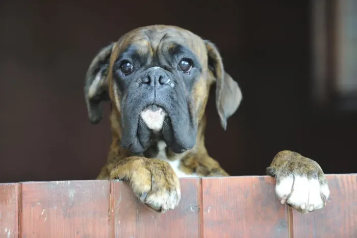 Framed Print : Boxer looking over closed door, standing on hind legs