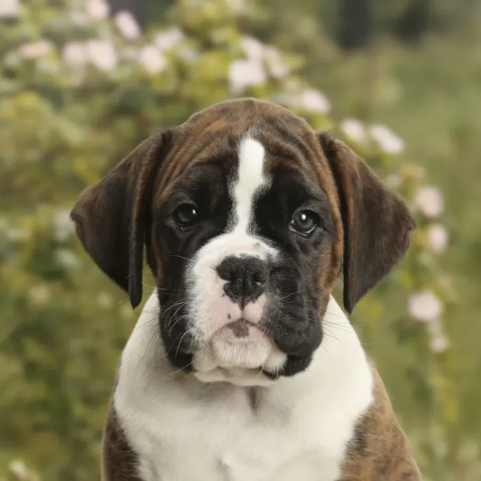 Framed Print : Boxer puppy, 8 weeks Framed Print : Boxer puppy, 8 weeks