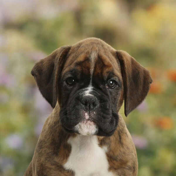 Boxer puppy, 8 weeks