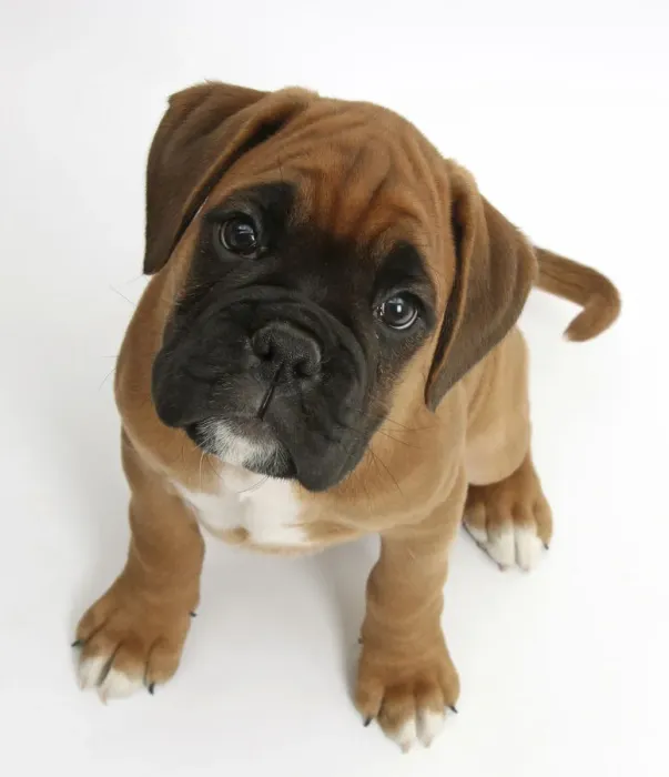 Framed Print : Boxer puppy, Boris, 12 weeks, sitting and looking up, against white background Framed Print : Boxer puppy, Boris, 12 weeks, sitting and looking up, against white background