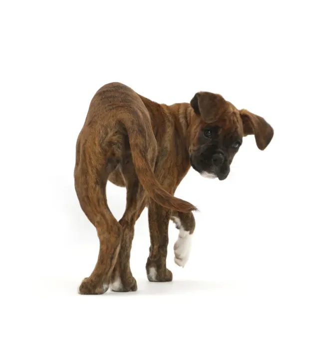 Framed Print : Boxer puppy turning and looking round Framed Print : Boxer puppy turning and looking round