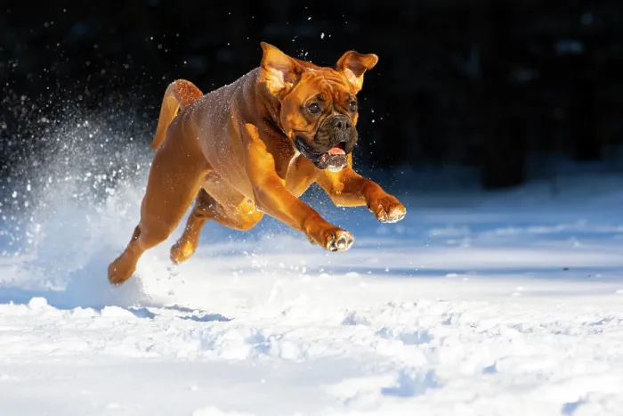 Framed Print : Boxer running through snow, Litchfield, Connecticut, USA. January Framed Print : Boxer running through snow, Litchfield, Connecticut, USA. January