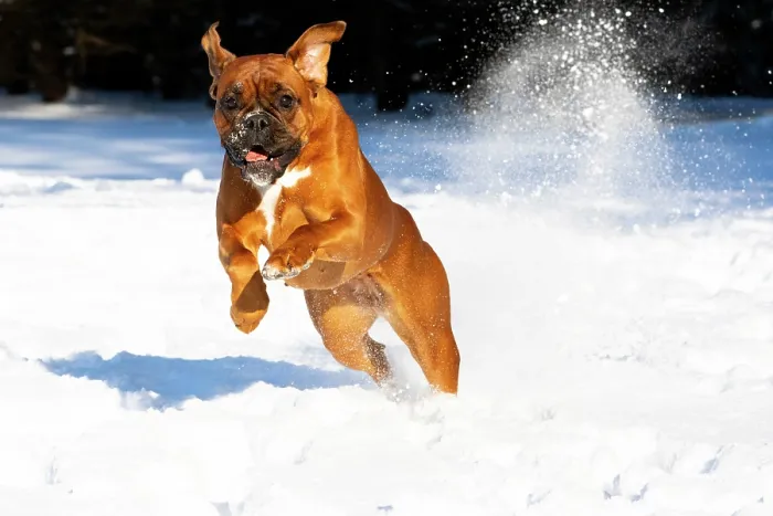 Framed Print : Boxer running through snow, Litchfield, Connecticut, USA. January Framed Print : Boxer running through snow, Litchfield, Connecticut, USA. January
