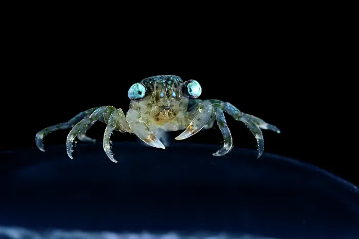 Framed Print : Brachyuran crab, megalopa larva stage, portrait, observed during RV Sonne, Cruise SO285, South Atlantic, Benguela upwelling region off the coast of South Africa and Namibia Framed Print : Brachyuran crab, megalopa larva stage, portrait, observed during RV Sonne, Cruise SO285, South Atlantic, Benguela upwelling region off the coast of South Africa and Namibia
