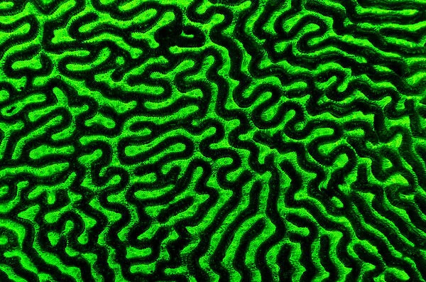 Brain coral (Diploria strigosa) photographed under blue light to excite the fluorescence