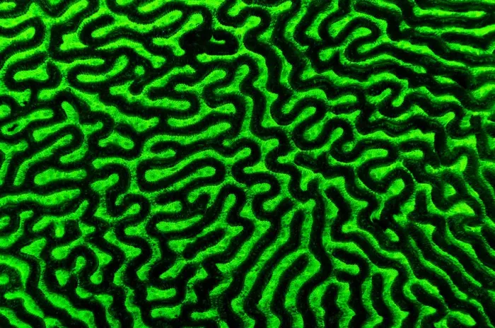 Framed Print : Brain coral (Diploria strigosa) photographed under blue light to excite the fluorescence Framed Print : Brain coral (Diploria strigosa) photographed under blue light to excite the fluorescence