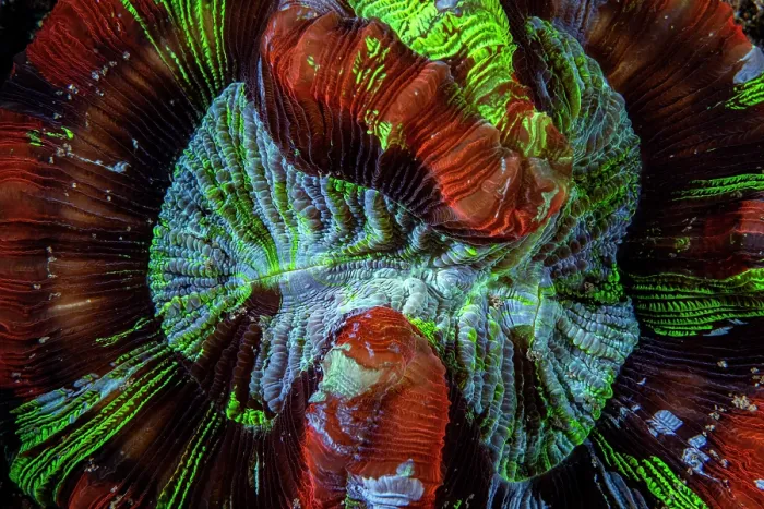 Framed Print : Brain coral (Trachyphyllia geoffroyi) close up, Lembeh Strait, North Sulawesi, Indonesia, Pacific Ocean Framed Print : Brain coral (Trachyphyllia geoffroyi) close up, Lembeh Strait, North Sulawesi, Indonesia, Pacific Ocean