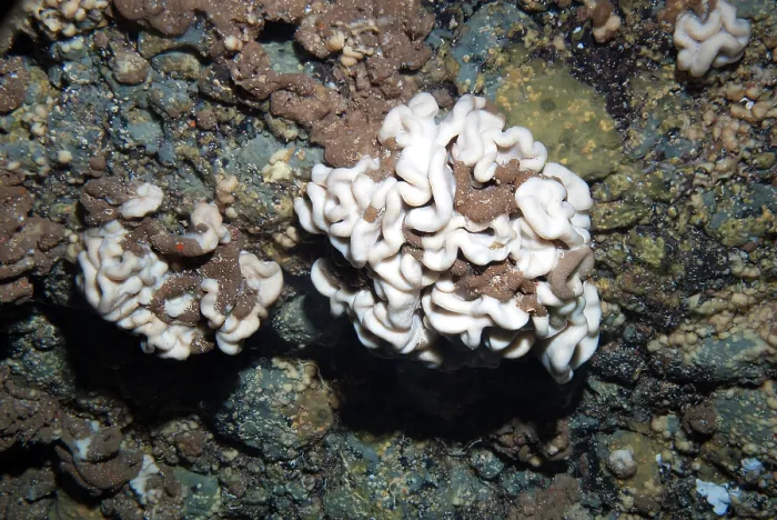 Framed Print : Brain sponge (Neophrissospongia nolitangere) hanging from wall in underwater cave, Tenerife, Canary Islands, Atlantic Ocean Framed Print : Brain sponge (Neophrissospongia nolitangere) hanging from wall in underwater cave, Tenerife, Canary Islands, Atlantic Ocean