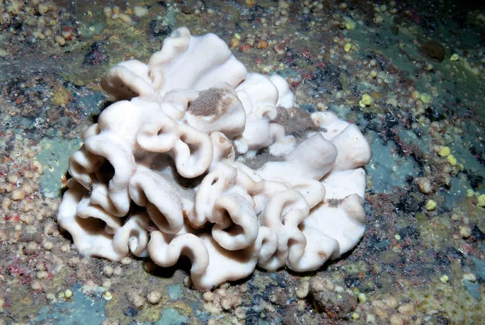 Framed Print : Brain sponge (Neophrissospongia nolitangere) hanging from wall in underwater cave, Tenerife, Canary Islands, Atlantic Ocean Framed Print : Brain sponge (Neophrissospongia nolitangere) hanging from wall in underwater cave, Tenerife, Canary Islands, Atlantic Ocean