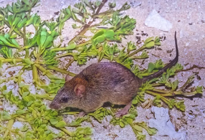 Framed Print : Bramble cay melomys (Melomys rubicola), a small rodent that was endemic to a small coral Framed Print : Bramble cay melomys (Melomys rubicola), a small rodent that was endemic to a small coral