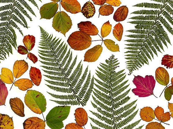 Bramble leaves (Rubus fruticosus) and bracken fronds changing colour in autumn