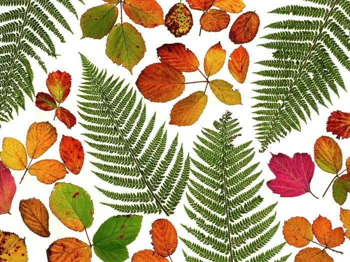 Framed Print : Bramble leaves (Rubus fruticosus) and bracken fronds changing colour in autumn Framed Print : Bramble leaves (Rubus fruticosus) and bracken fronds changing colour in autumn