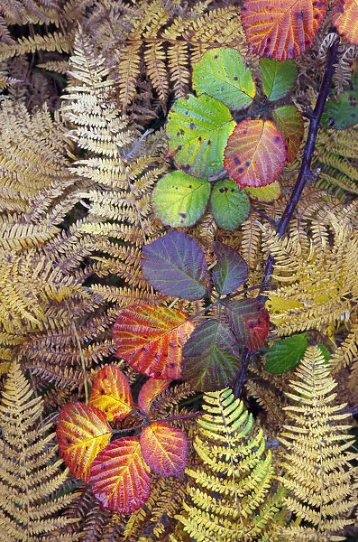 Bramble leaves (Rubus plicatus) and Bracken fronds (Pteridium sp) changing colour in autumn