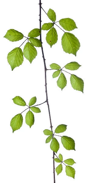 Bramble (Rubus plicatus) leaves and stem against white background. France, August