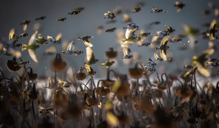 Framed Print : Brambling (Fringilla montifringilla) and European goldfinch (Carduelis carduelis) flock in flight over field of Sunflower (Helianthus annuus) seedheads in winter, Lower Silesia Framed Print : Brambling (Fringilla montifringilla) and European goldfinch (Carduelis carduelis) flock in flight over field of Sunflower (Helianthus annuus) seedheads in winter, Lower Silesia