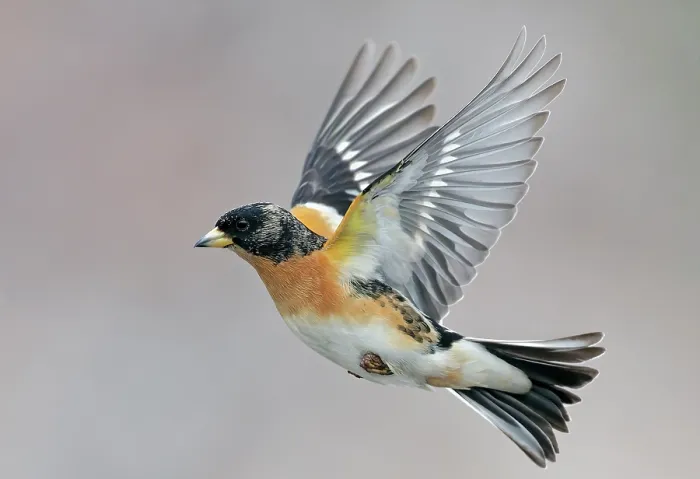 Framed Print : Brambling (Fringilla montifringilla) in flight, Parainen Uto, Finland. April Framed Print : Brambling (Fringilla montifringilla) in flight, Parainen Uto, Finland. April