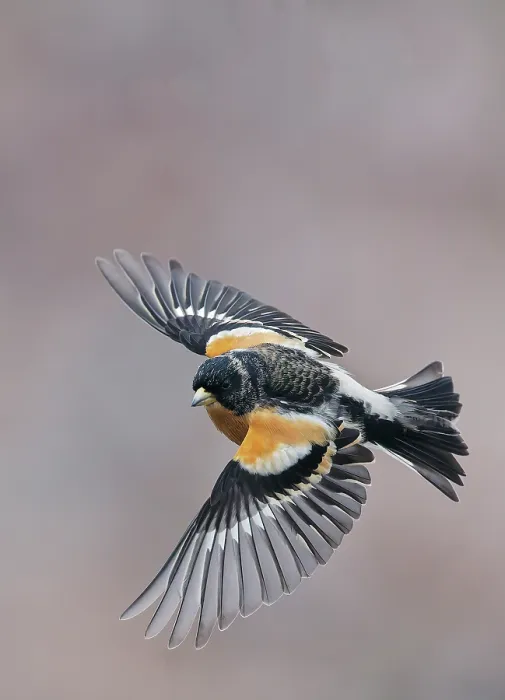 Framed Print : Brambling (Fringilla montifringilla) in flight, Parainen Uto, Finland. April Framed Print : Brambling (Fringilla montifringilla) in flight, Parainen Uto, Finland. April