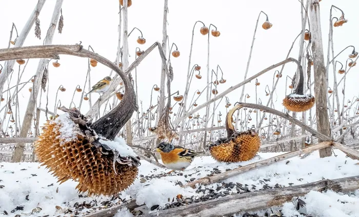 Framed Print : Brambling (Fringilla montifringilla) foraging for seeds in snow among field of dead Sunflowers (Helianthus annuus), Lower Silesia, Poland. February Framed Print : Brambling (Fringilla montifringilla) foraging for seeds in snow among field of dead Sunflowers (Helianthus annuus), Lower Silesia, Poland. February