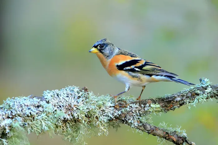 Framed Print : Brambling (Fringilla montifringilla) male, perched on a lichen covered branch. Andalusia, Spain. October Framed Print : Brambling (Fringilla montifringilla) male, perched on a lichen covered branch. Andalusia, Spain. October