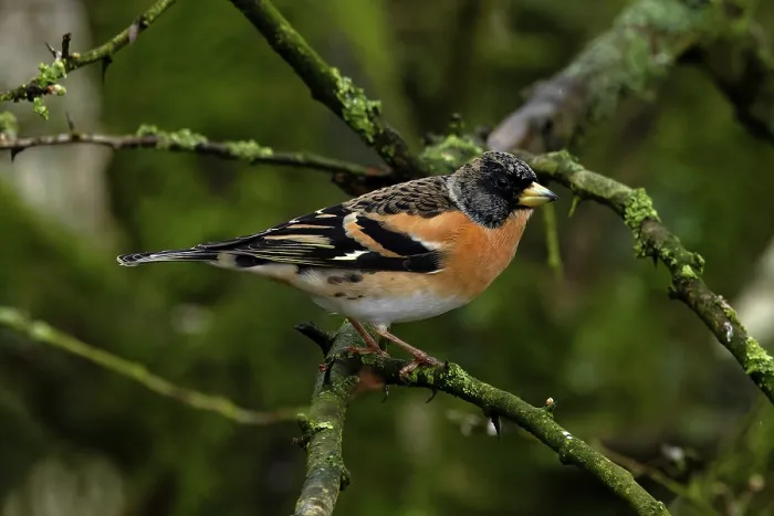 Framed Print : Brambling (Fringilla montifringilla) perched on a branch, Norfolk, England, UK. March Framed Print : Brambling (Fringilla montifringilla) perched on a branch, Norfolk, England, UK. March
