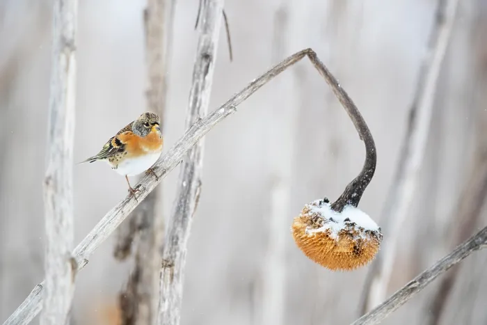 Framed Print : Brambling (Fringilla montifringilla) perched on dead Sunflower (Helianthus annuus) in winter, Lower Silesia, Poland. February Framed Print : Brambling (Fringilla montifringilla) perched on dead Sunflower (Helianthus annuus) in winter, Lower Silesia, Poland. February