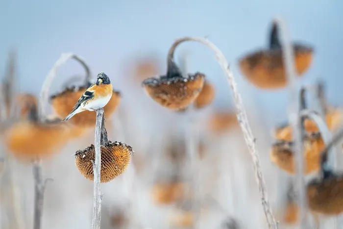 Framed Print : Brambling (Fringilla montifringilla) perched on Sunflower (Helianthus annuus) seedhead, Lower Silesia, Poland. February Framed Print : Brambling (Fringilla montifringilla) perched on Sunflower (Helianthus annuus) seedhead, Lower Silesia, Poland. February